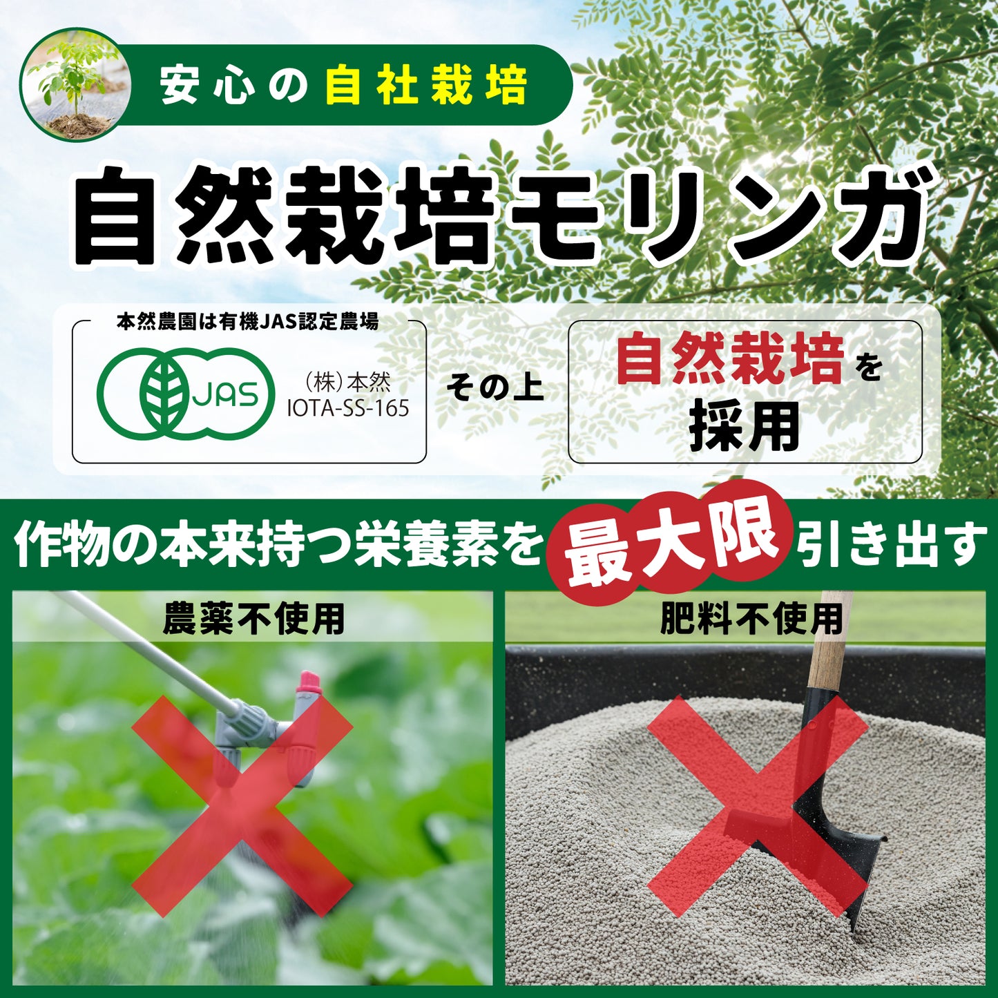 辣木绿汁“救援”（每瓶3.5克）