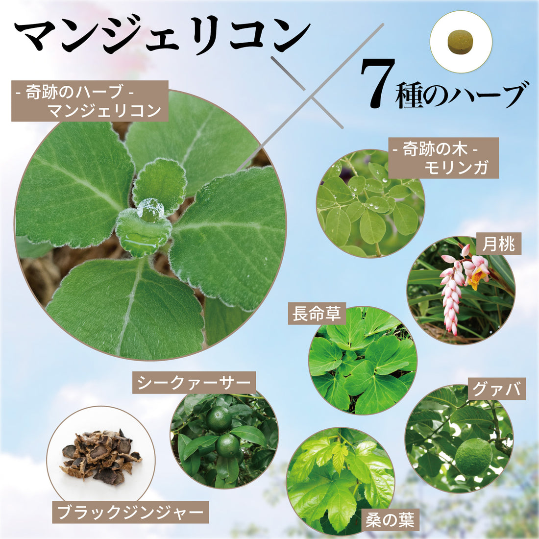 マンジェリコンタブレット[モリンガ＆6種のハーブ配合](1粒250mg)
