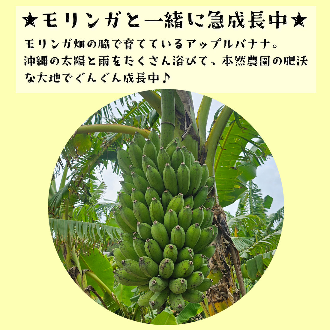 Naturally grown apple banana box