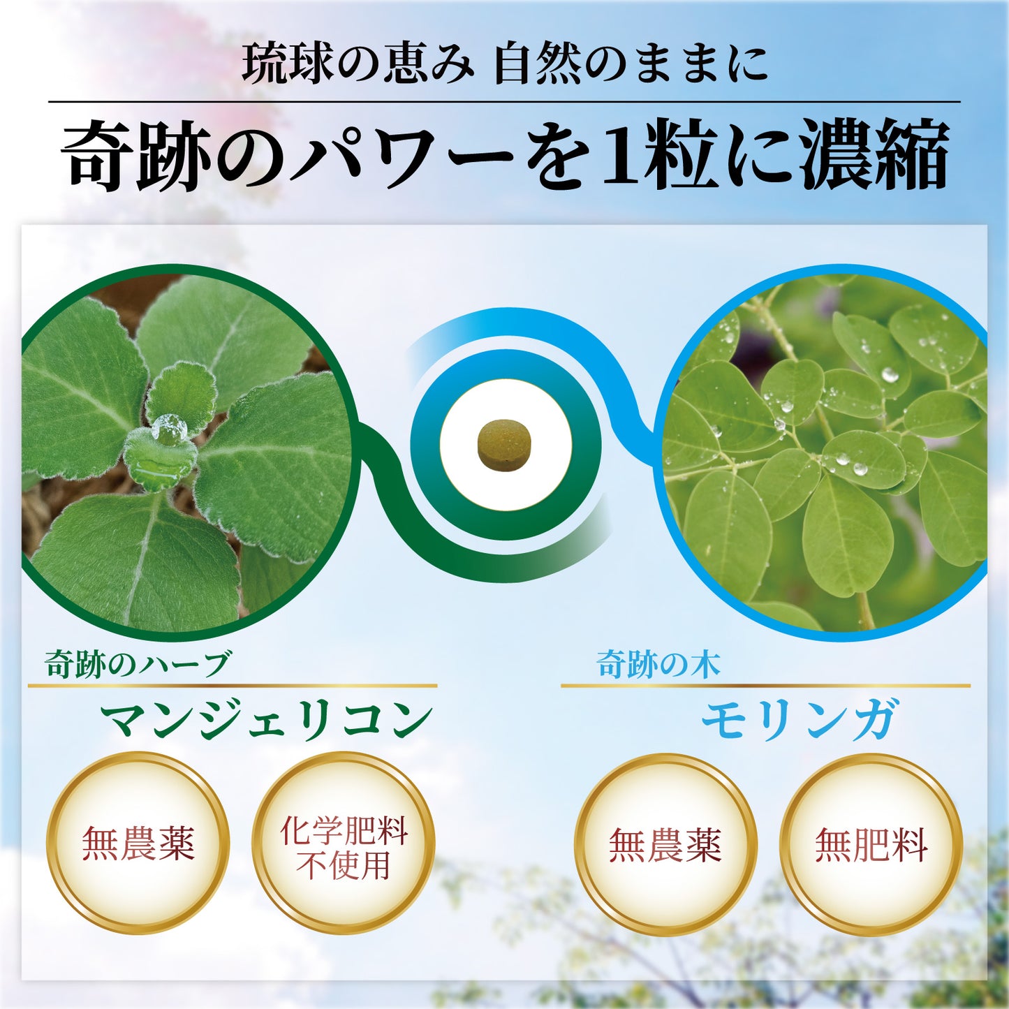 マンジェリコンタブレット[モリンガ配合](1粒250mg)