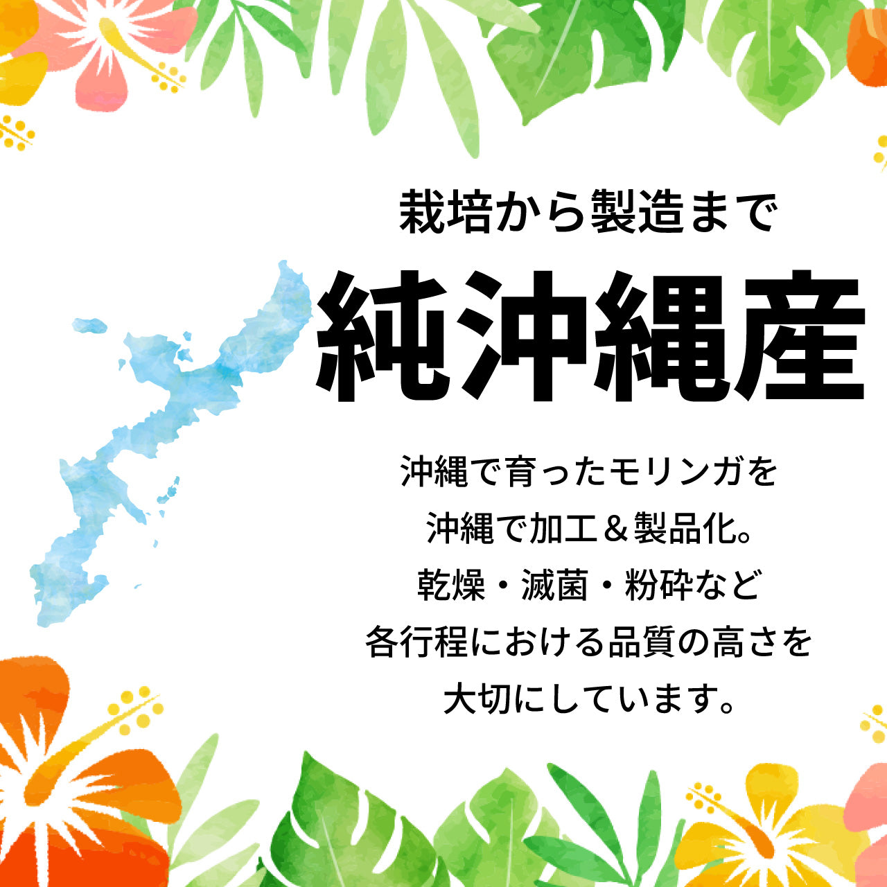 モリンガパウダー[無添加100%](30g)