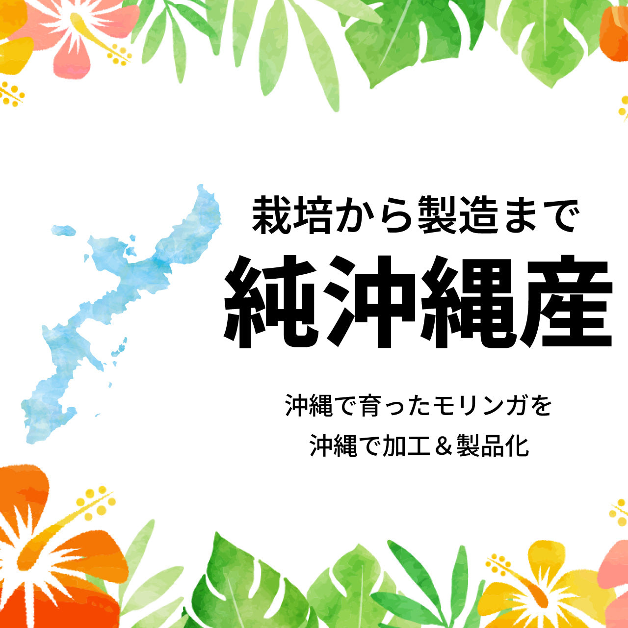 モリンガ茶[無添加100%](2g×15包：30g)